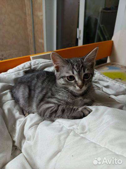 Малыш котенок