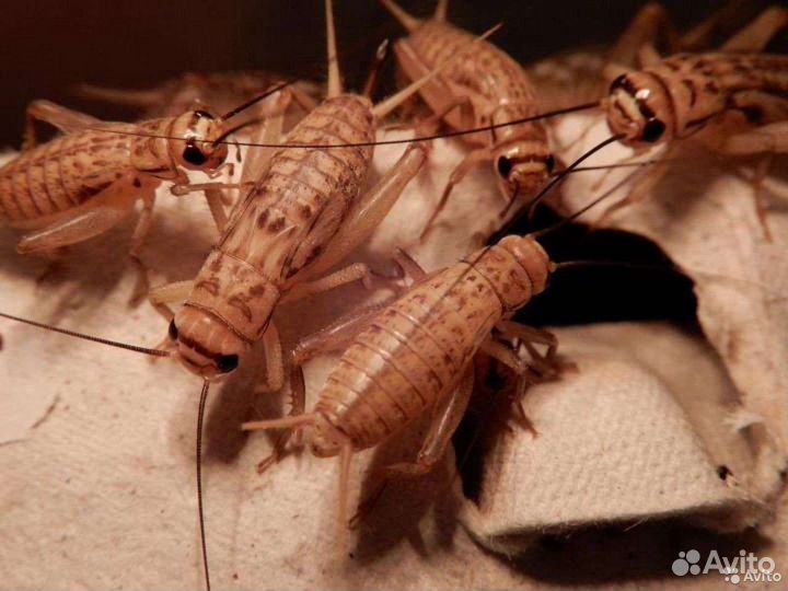 Сверчки кормовые (Сверчки)