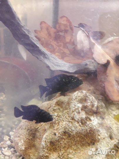 Аквариумные рыбки цихлиды