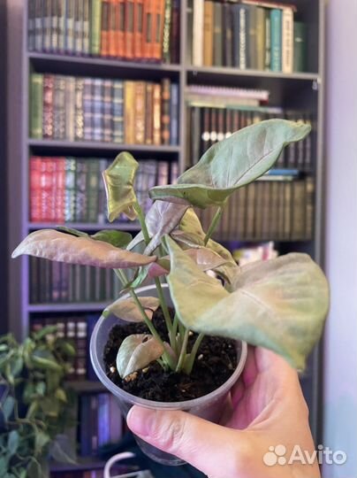 Ароидные (Монстера, Филодендрон, Эпипренум)