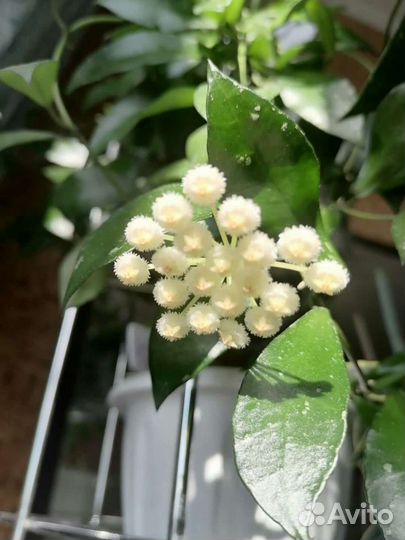 Хойя видовая Curtisii, Wayetii Комнатные цветы