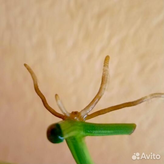 Сциндапсус жаде сатин вариегатный