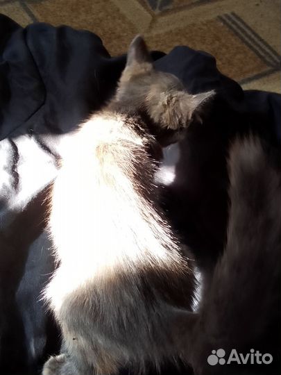 Кошка