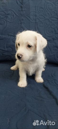 Собаки щенки