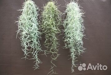 Тилландсия атмосферная, уснеевидная, экзотика