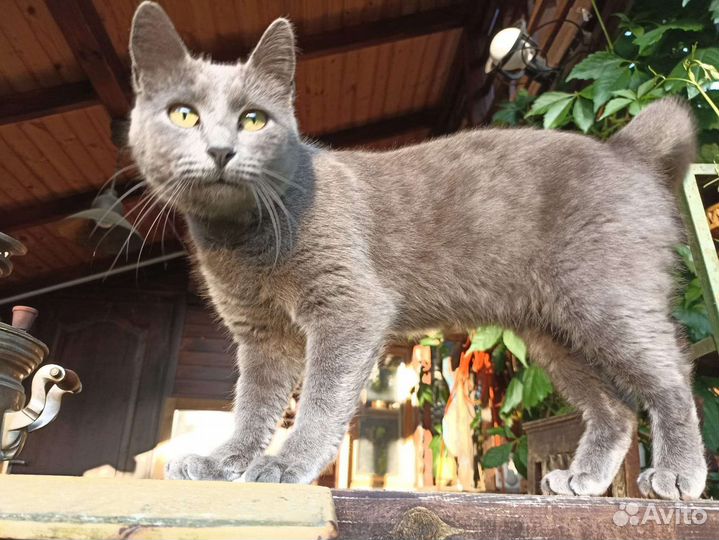 Русская голубая кошка