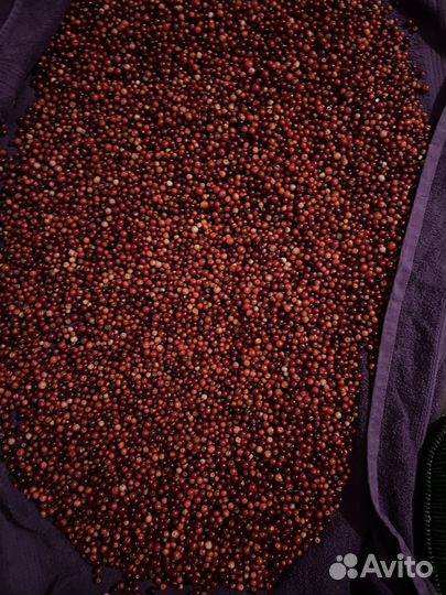 Брусника ягода