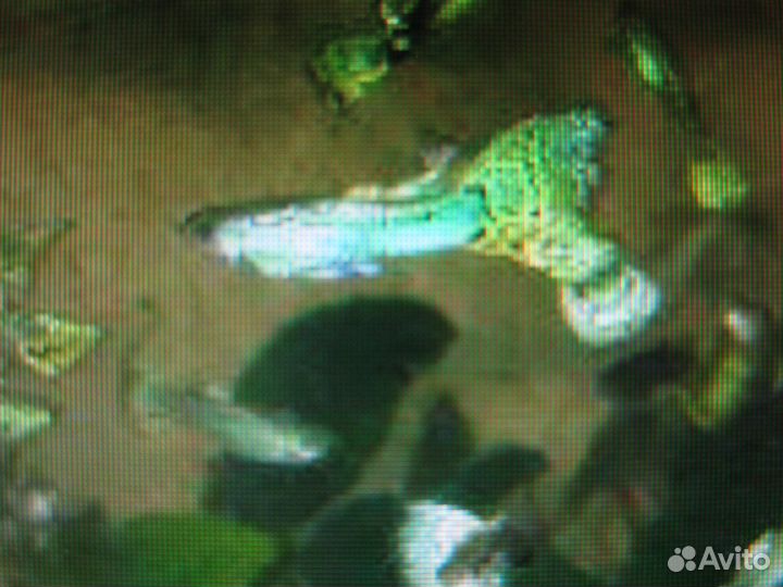 Гуппи Зелёная кобра