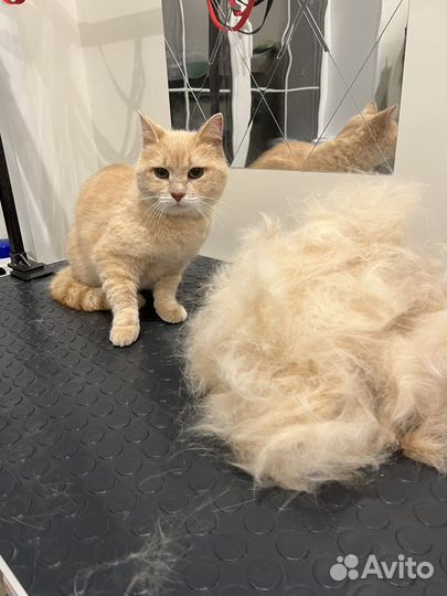 Уход за животнымм. Груминг