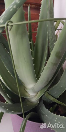 Алое (возраст более 3 лет)