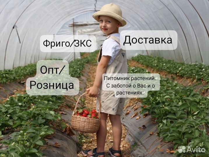 Саженцы клубники опт/розница