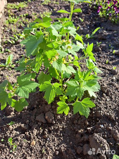 Саженцы черной смородины, вишни, ирги