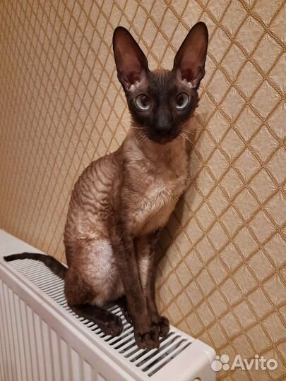 Котята Корниш рекс