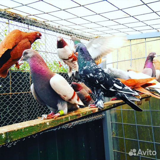 Голуби бойные - бакинские и др