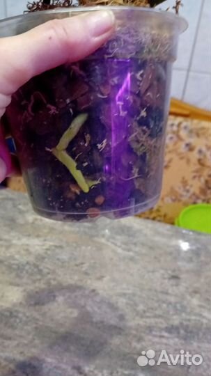 Орхидея фаленопсис