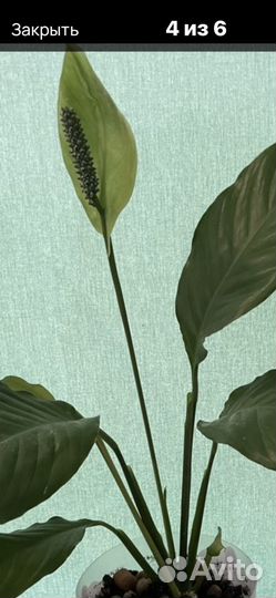 Спатифиллум