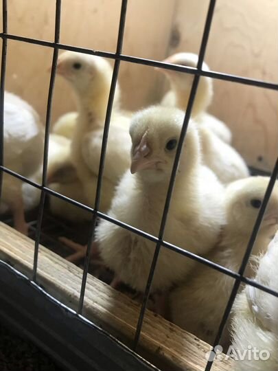 Бройлер смена 9