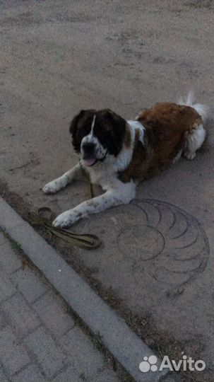 Дрессировка и передержка собак всех пород