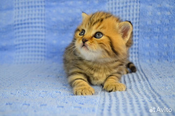 Британская Серебристая шиншилла Британские котята
