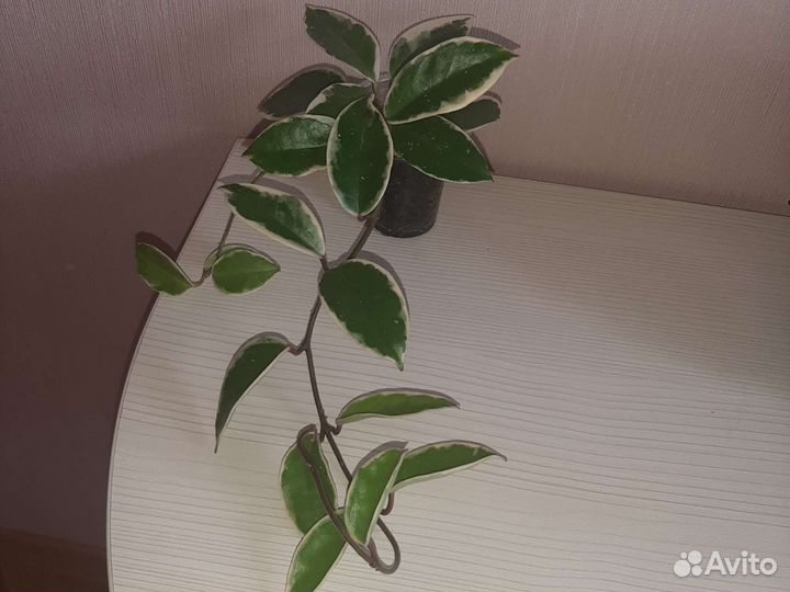 Хойя Кримсон Квин