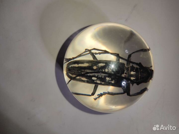 Жук в стекле