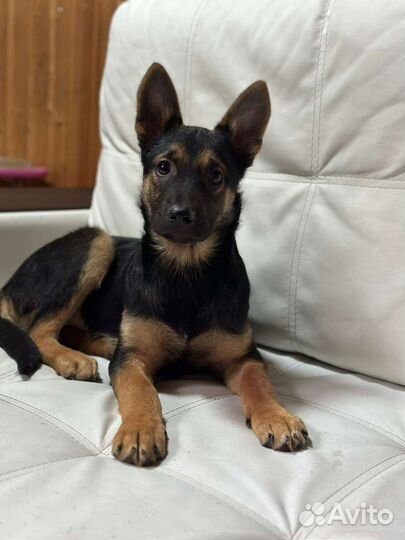 Щенок в добрые руки