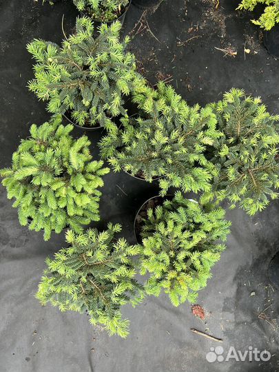 Ель карликовая Соня и Вальбдрун