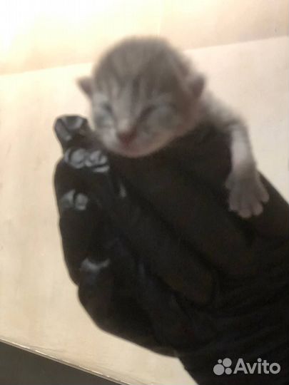 Отдаем котят