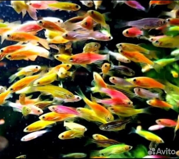 Аквариумные рыбки (любые виды в наличии)