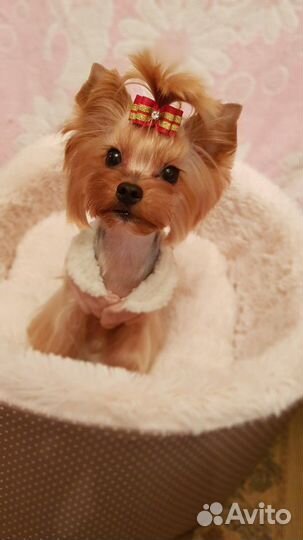 Стрижка собак