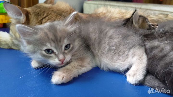 Котята в добрые руки 2 мес