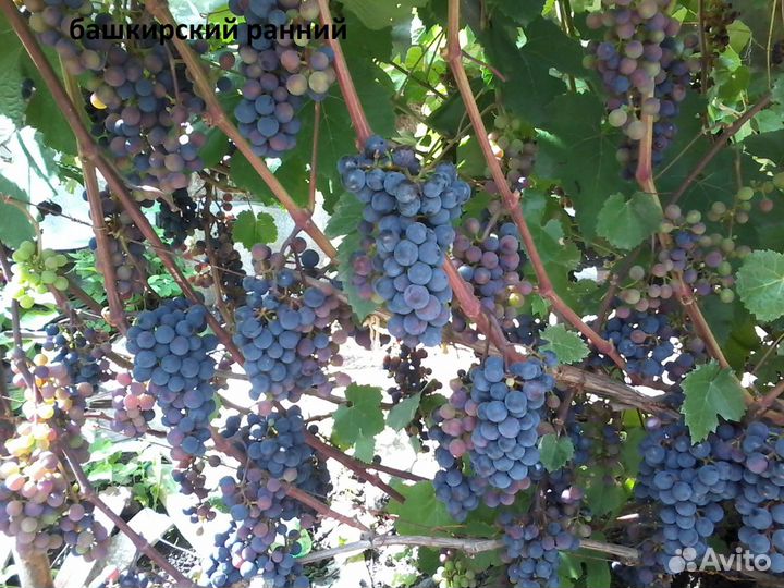 Саженцы и черенки винограда, саженцы жимолости