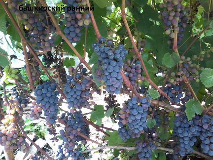 Саженцы и черенки винограда, саженцы жимолости