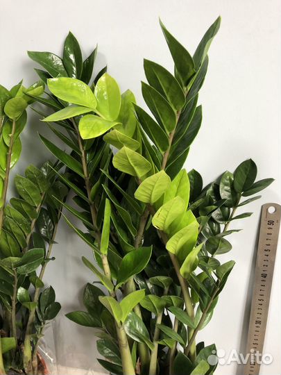 Замиокулькас Замиелистный 80-90 см