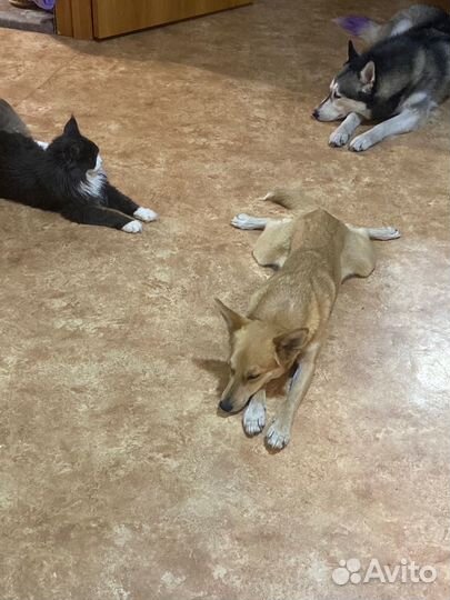 Кинолог DOG-тренер