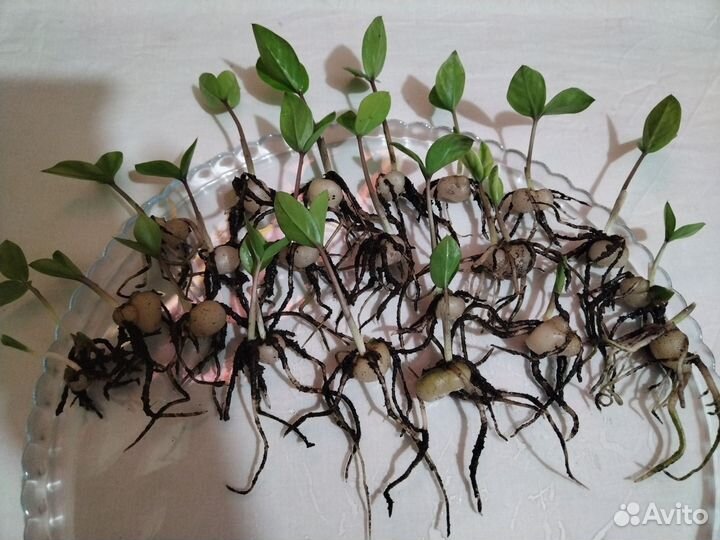 Замиокулькас