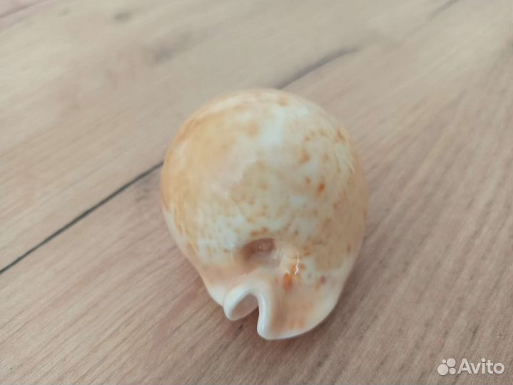 Морская раковина