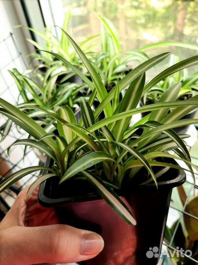 Хлорофитум хохлатый