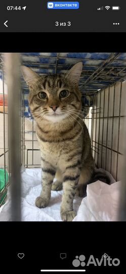 Коты в добрые руки