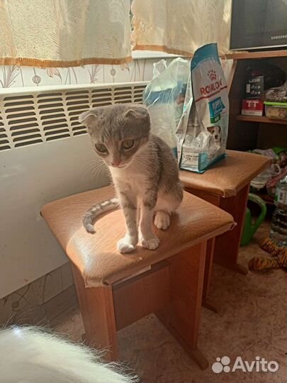 Вислоухая красотка