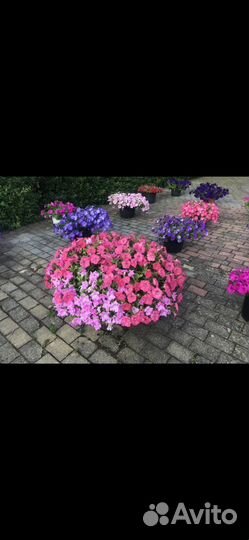 Цветы - Петуния Ампельная