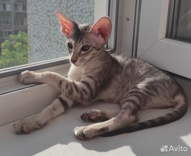 Кошки