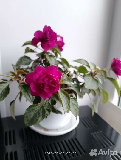 Бальзамины