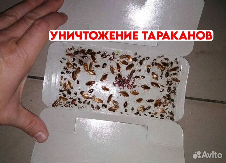 Дезинфекция уничтожение тараканов клопов