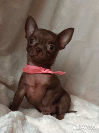 Чихуахуа щенки