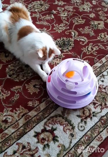 Игрушки для животных