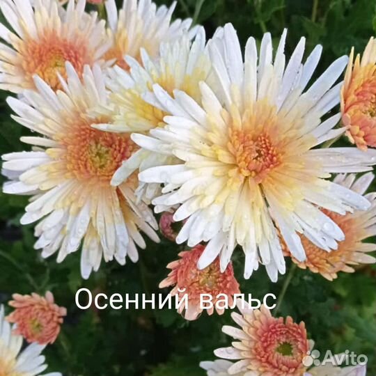 Корейские хризантемы