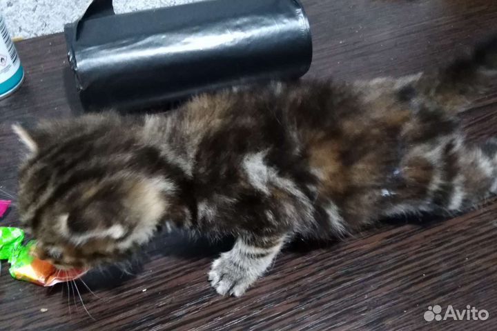 Девочка 3недели