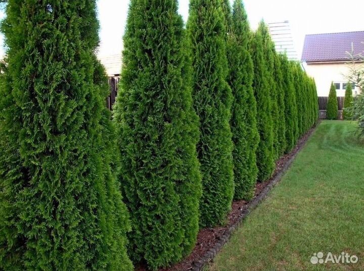 Туи вип класса