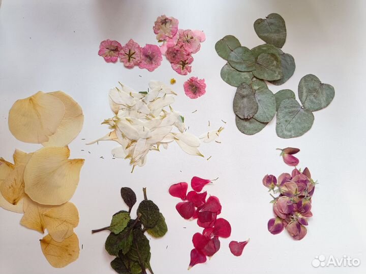 Гербарий. Сухоцветы